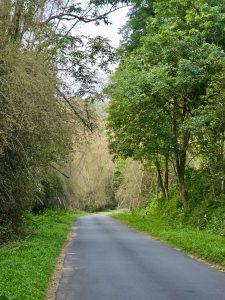 A quiet road winds through the dense forests of Parambikulam Tiger Reserve, lined with tall trees and bamboo on both sides. The peaceful setting invites visitors to enjoy nature. Captured in Palakkad, Kerala.