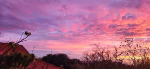 Vibrant sunset sky with silhouetted trees.