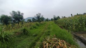A narrow dirt path winds through lush green fields, bordered by rows of corn and small trees, with rolling hills and a cloudy sky in the background.