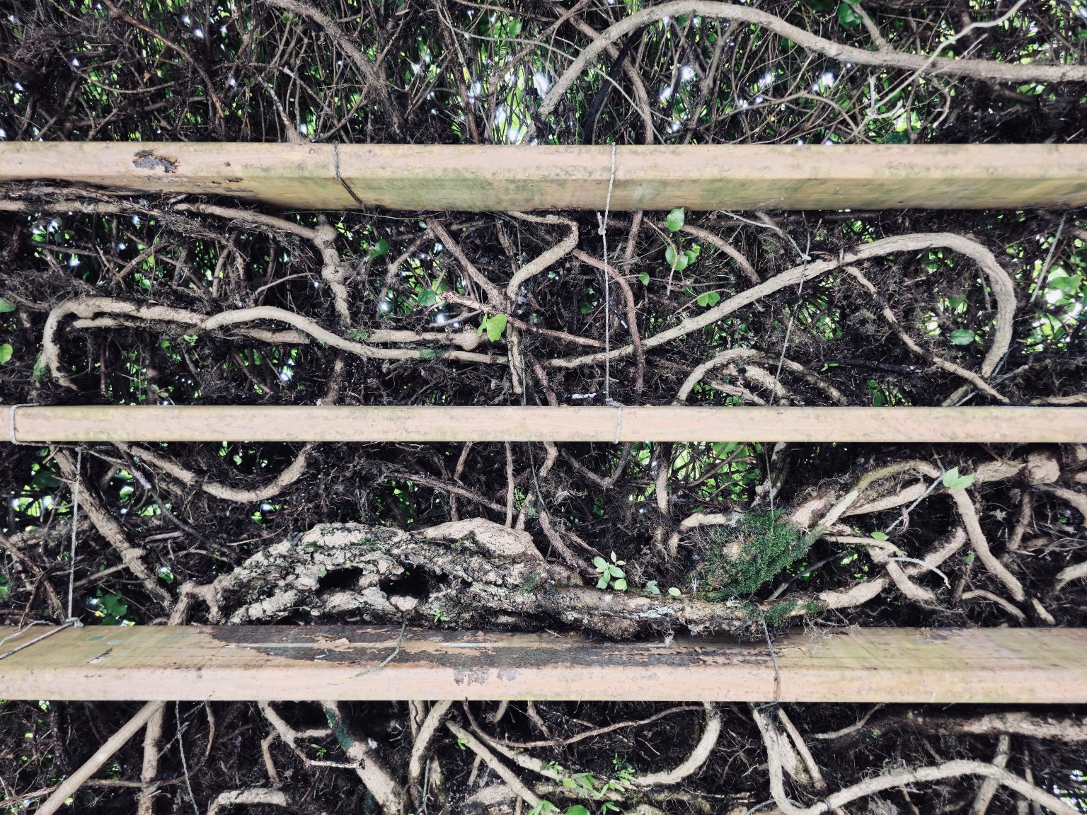 Thick  Cat's Claw Creeper roots weave around metal beam supports, forming beautiful natural patterns and textures. The close-up view shows how nature grows and adapts over time. Captured in Nadakkavu, Kozhikode, Kerala.