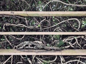 Thick  Cat's Claw Creeper roots weave around metal beam supports, forming beautiful natural patterns and textures. The close-up view shows how nature grows and adapts over time. Captured in Nadakkavu, Kozhikode, Kerala.