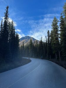 A quiet road through a pine forest with a cyclist and mountains under a blue sky.