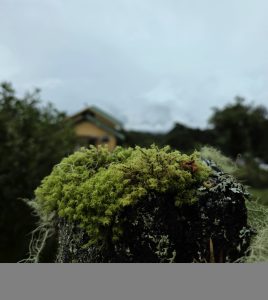 A close-up of green moss growing on a weathered wooden fence post with a blurred countryside cabin in the background.