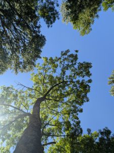 Looking up at vibrant green tree canopies framing a clear blue sky. A large, textured tree trunk rises from the lower left towards the center, with sunlight gently flaring through its leaves on the left.