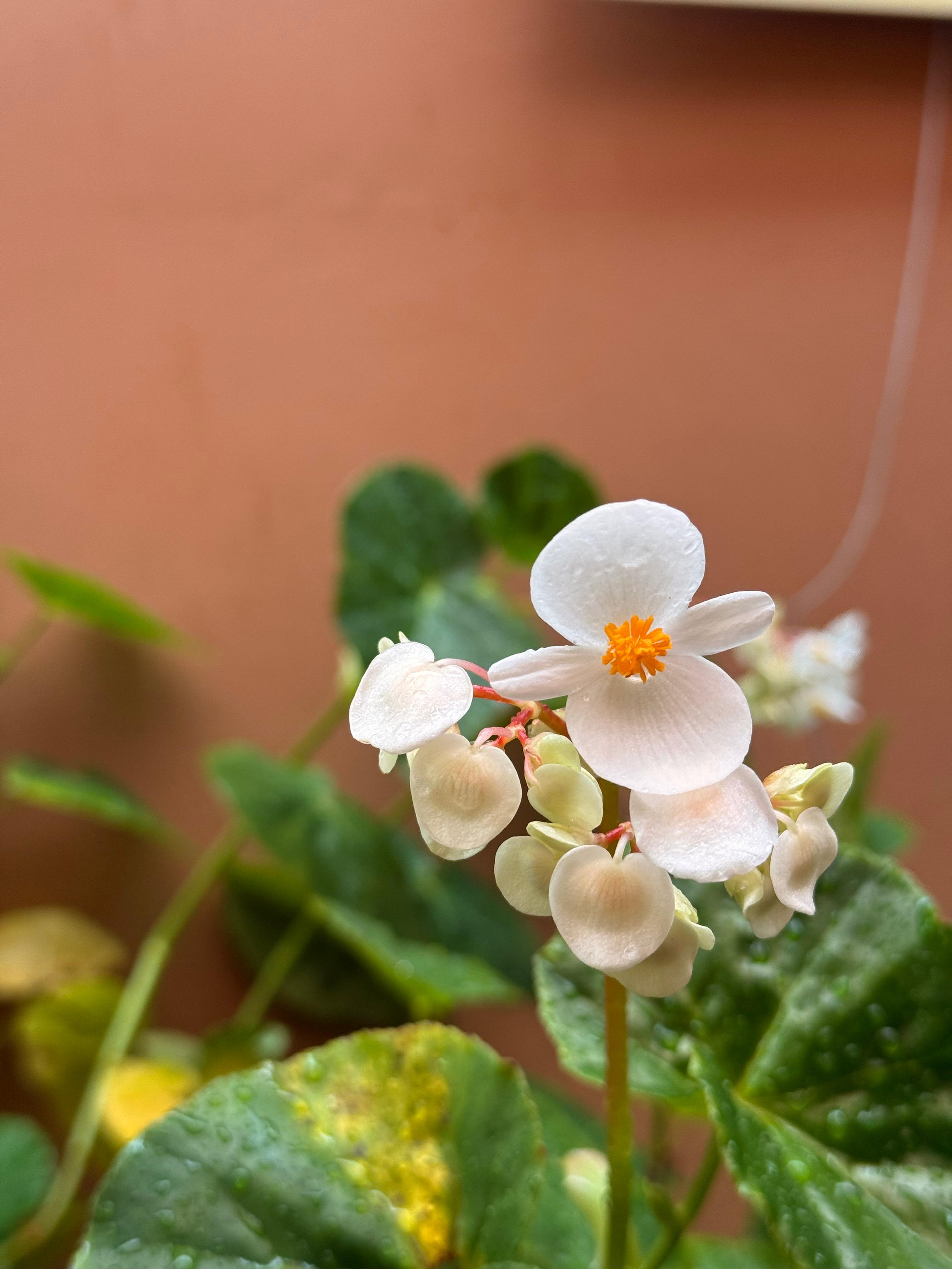 White flower with an orange center, green leaves, and small flower buds.