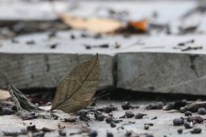 An Oakleaves rests on a concrete surface speckled with dark seed pods. It wings is various shades of brown like a dead leaf. When the wings are held closed, this results in a remarkable masquerade of a dead leaf, further emphasized by their wing shape.
