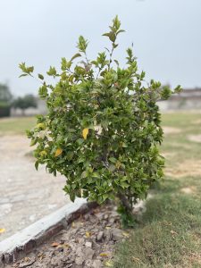 Small green shrub with vibrant leaves.
