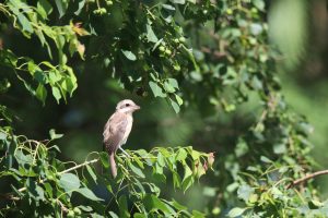 A Juvenile Brown Shrike perches on a horizontal branch among green leaves. It’s a Medium-sized shrike with a slender black mask and rufous-brown rump and tail.
