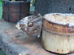 A brown butterfly with eye spots on its wings resting on the edge of a cut sugarcane stalk.
