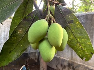 A bunch of young, green mangoes hanging from a tree branch with large leaves in the foreground.

