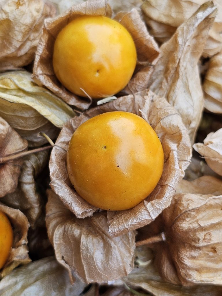 Bright golden cape gooseberries rest inside their delicate papery husks, creating a beautiful contrast of warm colors and natural textures. The close-up highlights the fruit's freshness and unique appearance. Captured in Pune, Maharashtra.