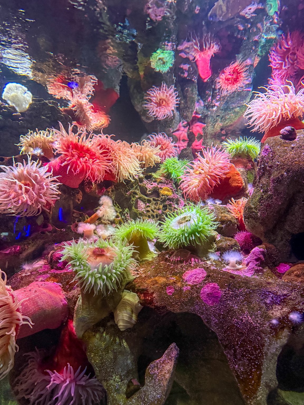 Brightly colored sea anemones and sea urchins in an aquarium tank