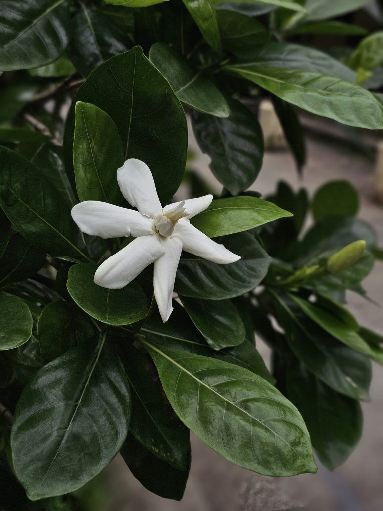 A fresh white gardenia flower blooms among glossy green leaves, with a flower bud beside it. The soft background highlights its delicate beauty. Captured in Nadakkavu, Kozhikode, Kerala.