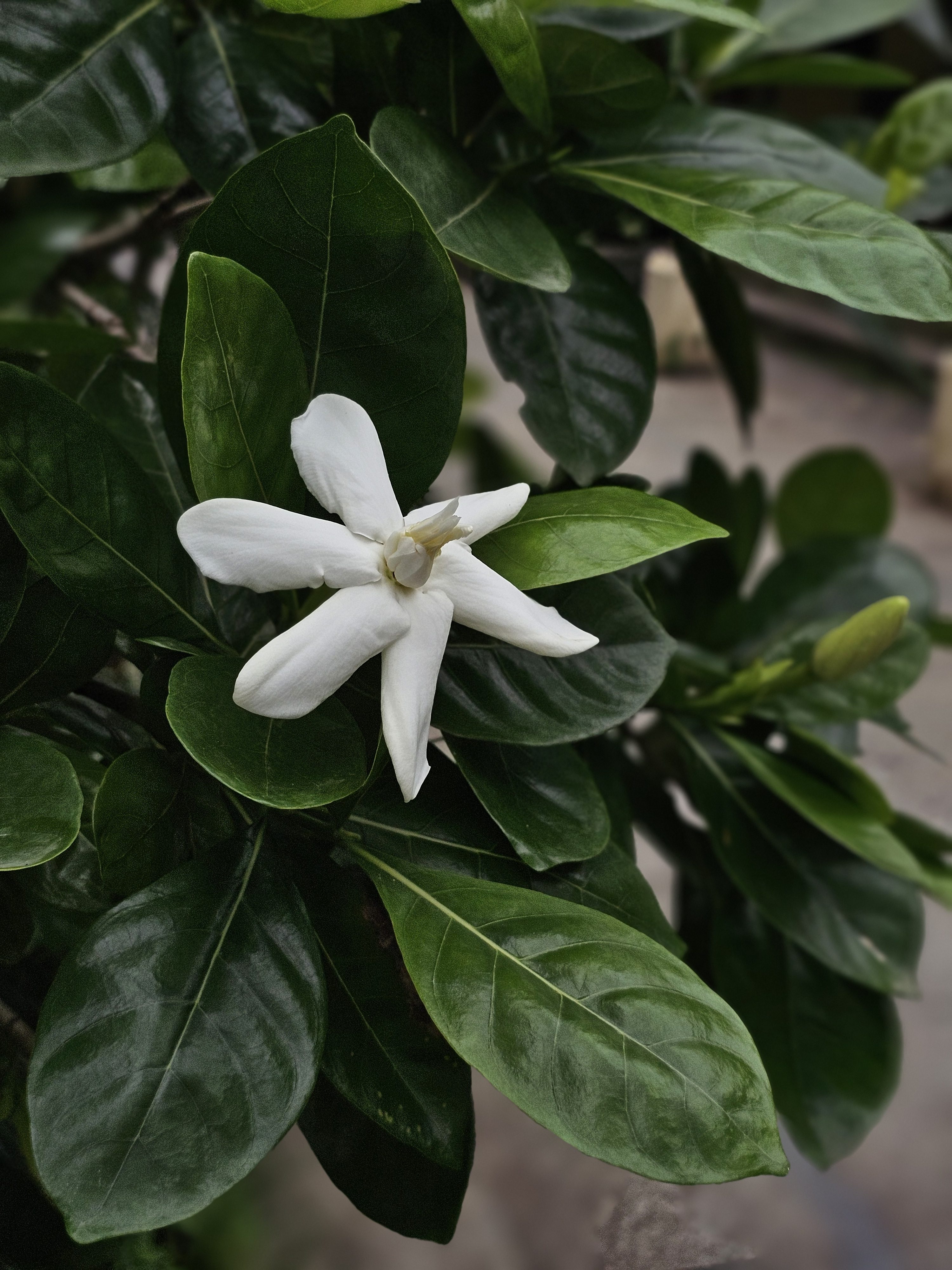 A fresh white gardenia flower blooms among glossy green leaves, with a flower bud beside it. The soft background highlights its delicate beauty. Captured in Nadakkavu, Kozhikode, Kerala.