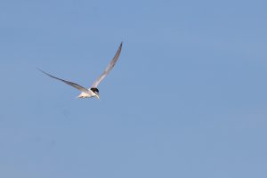 A Little Tern is captured in-flight looking down against a blue sky. The bird has black cap, yellow bill, and white underparts.