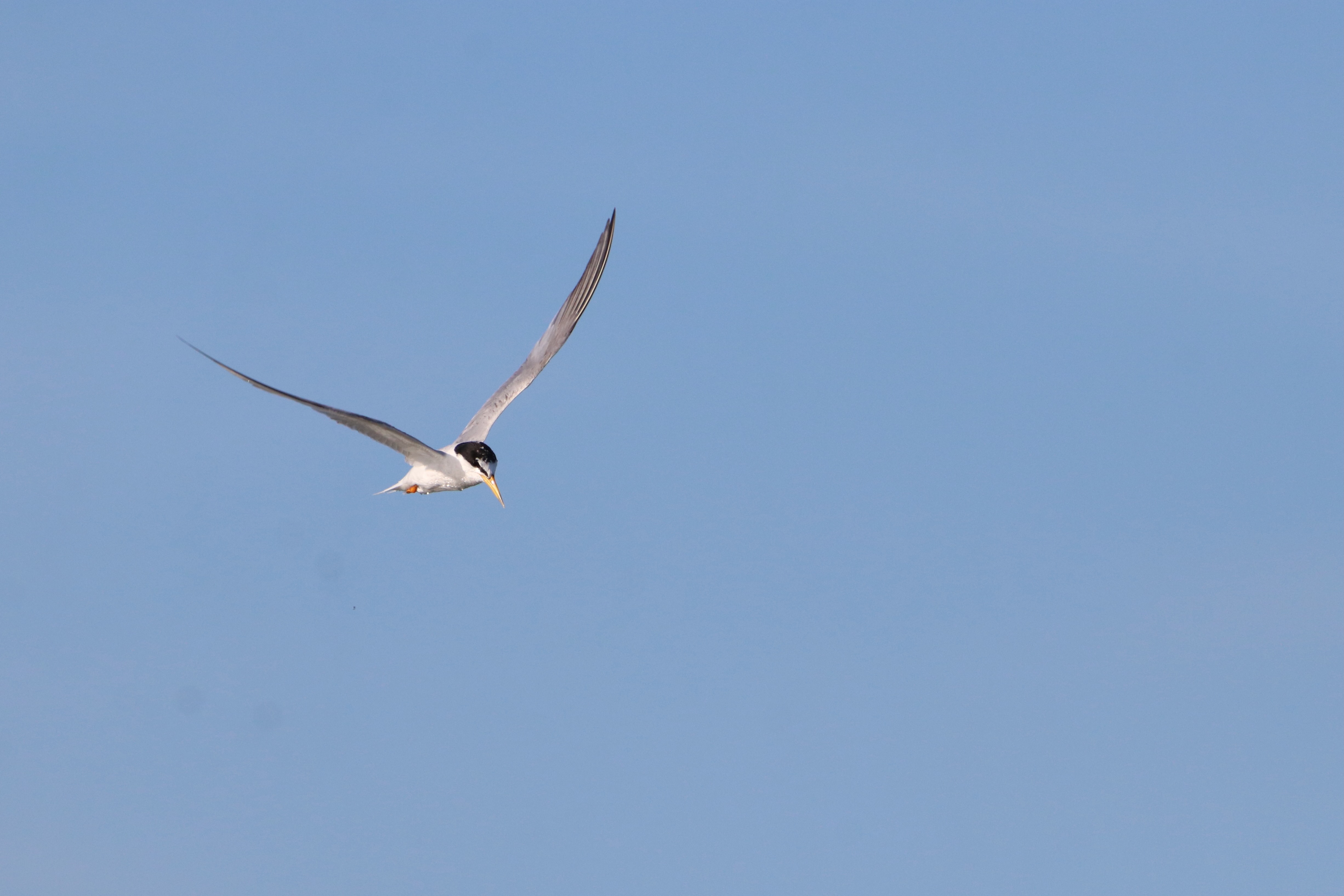 A Little Tern is captured in-flight looking down against a blue sky. The bird has black cap, yellow bill, and white underparts.