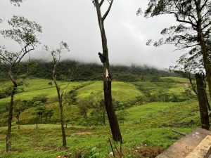 Mist-covered green hills and forest in the Sri Lankan highlands
