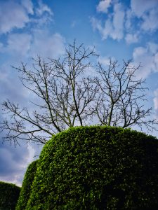 A neatly trimmed green hedge stands below the bare branches of a tree, creating a striking contrast against the bright blue evening sky filled with soft white clouds. The unique scene highlights the beauty of nature and garden design. Captured in Pune, Maharashtra.
