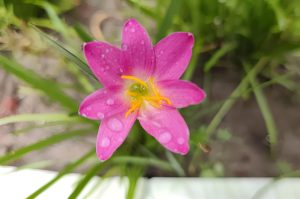 Single pink flower with little water drop.