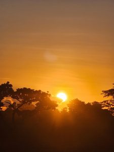 A glowing golden sunset shines over dark tree silhouettes, creating a warm and dramatic landscape