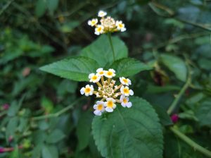 A close-up, sharp-focus shot of tiny white Lantana flowers with yellow centers blooming on a green leafy branch in nature.
