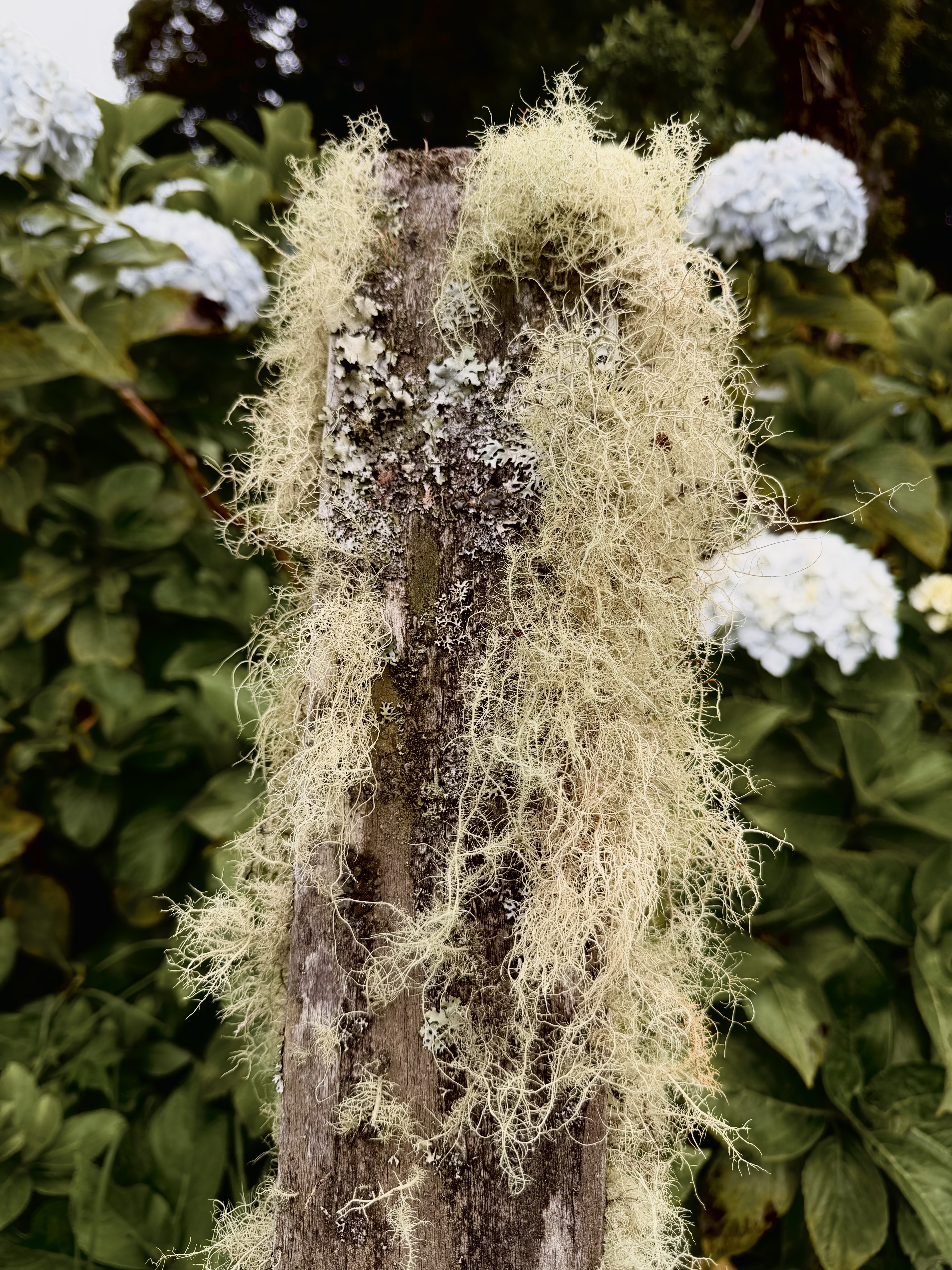 A weathered wooden post is partially covered with soft, pale greenish-yellow lichen and moss, creating a textured appearance.