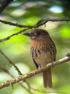 White-whiskered puffbird perched on a mossy branch in Corcovado National Park, Costa Rica