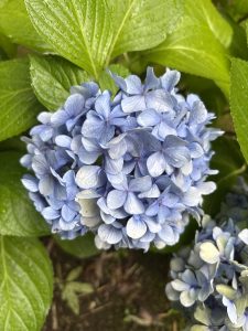 Close Up Photography of Hydrangea Flower 