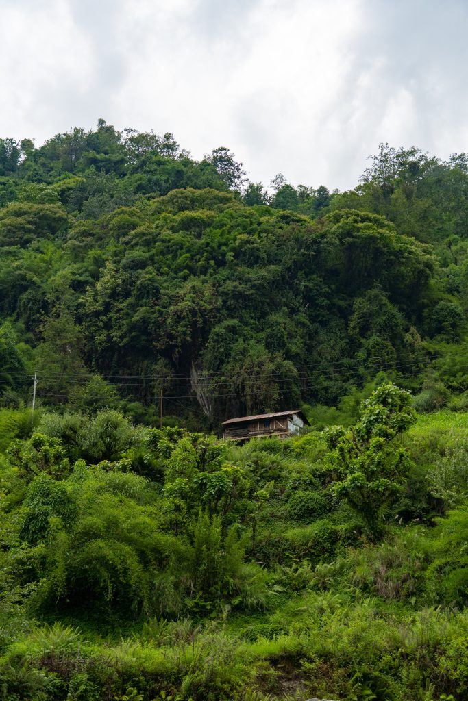 A small wooden house is nestled amidst dense, lush green foliage on a hillside.