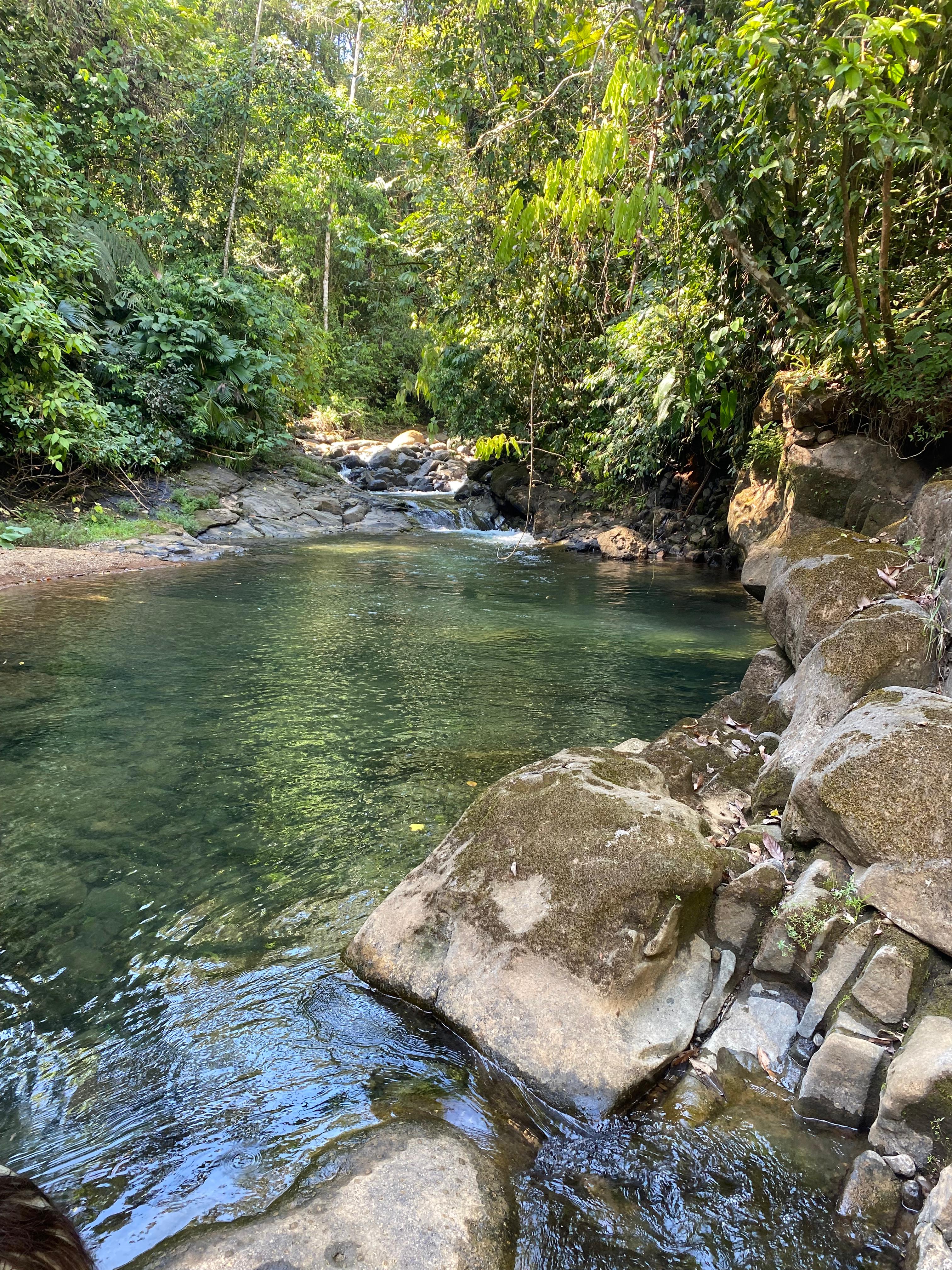 Clear forest stream with smooth rocks, tall trees, and lush green vegetation.