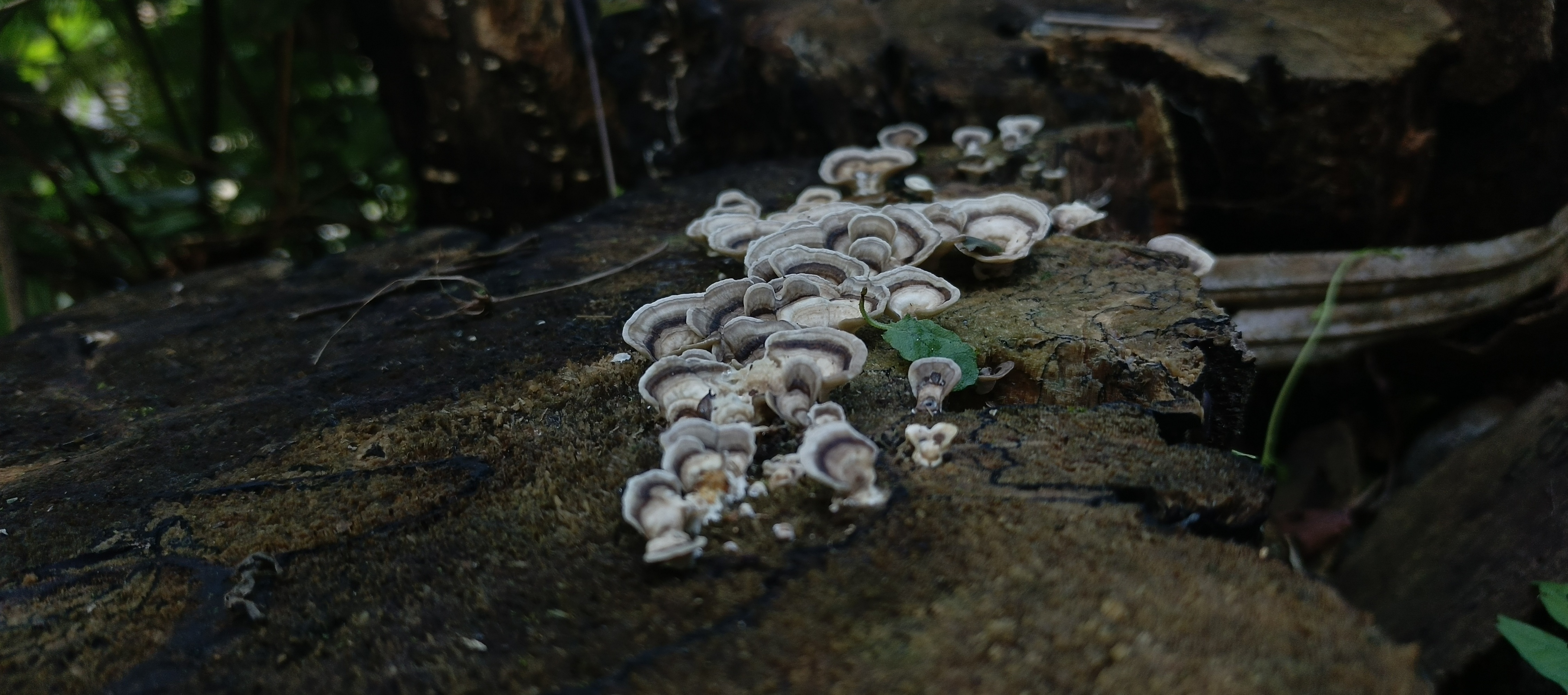 Cluster of small cream-and-brown banded shelf fungi spreading across decaying wood.