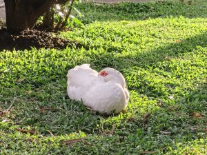 A white duck resting on the grass.