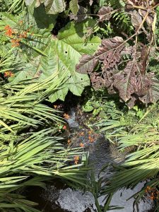 Clear stream flowing past green plants, broad leaves, and small orange flowers.