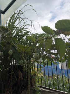 Homegrown tamarillo, green vine with thick leaves and several round green gourds growing on it, in front of a metal fence overlooking a lush grassy field under a partly cloudy sky.