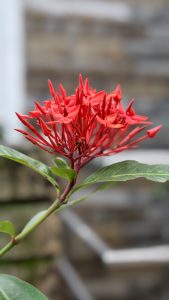 Red ixora flower cluster on a garden plant with green leaves, photographed in portrait orientation against a softly blurred background, highlighting the vibrant blooms, unopened buds, and natural outdoor setting.
