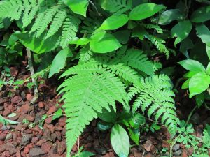 Bright green fern fronds growing among broadleaf plants on a forest floor covered with reddish volcanic rocks.