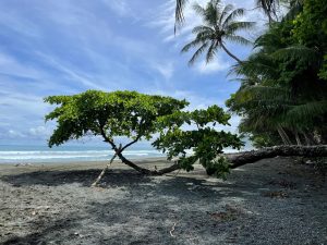 Curved tree on a black sand beach with palm trees, gentle ocean waves, and a bright blue sky.