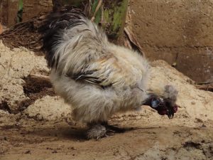 A fluffy silkie chicken with mottled feathers stands on sandy ground. 