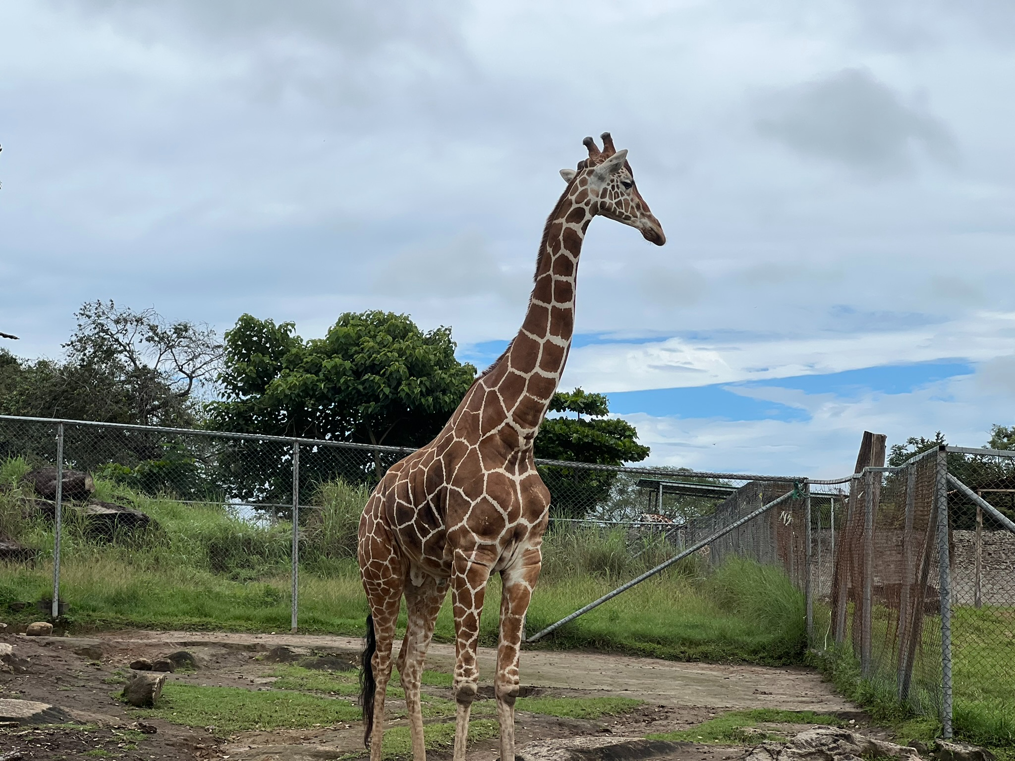 A giraffe standing in an open wildlife enclosure.