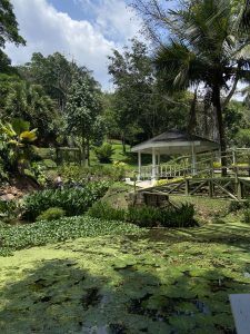Scenic tropical garden featuring a pond with water lilies, a white gazebo, a pedestrian bridge, and lush green vegetation beneath a blue, partly cloudy sky.