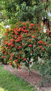 Red ixora shrub covered with vibrant flower clusters growing in a landscaped garden beneath a large leafy tree.
