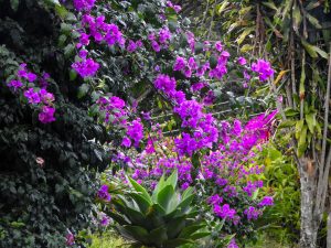 right purple bougainvillea flowers cascading over dark green foliage, with a spiky agave plant growing below and additional greenery in the background.
