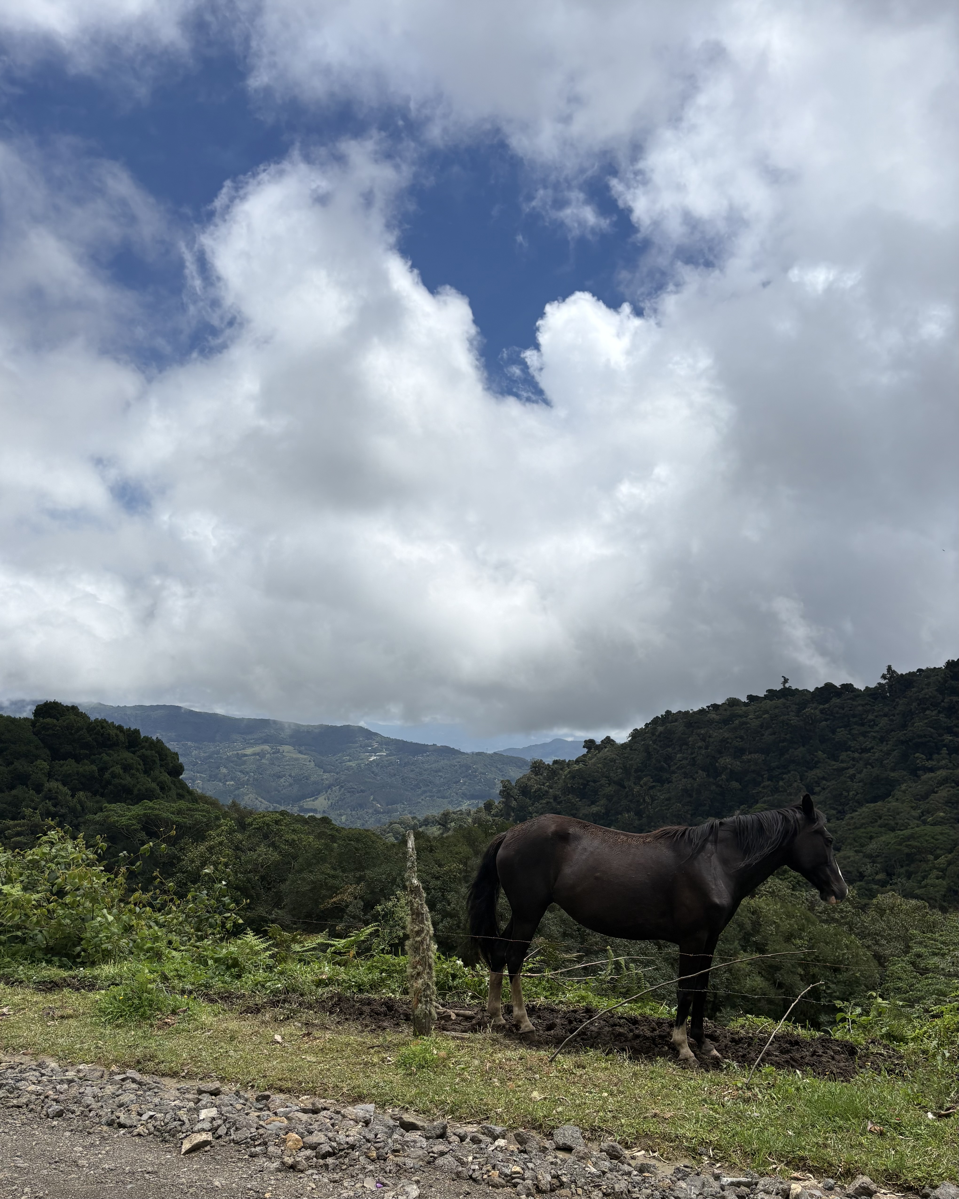 A dark brown horse stands behind a wire fence next to a dirt road, facing right. Dense green, tree-covered mountains fill the background under a blue sky with large, puffy white clouds.