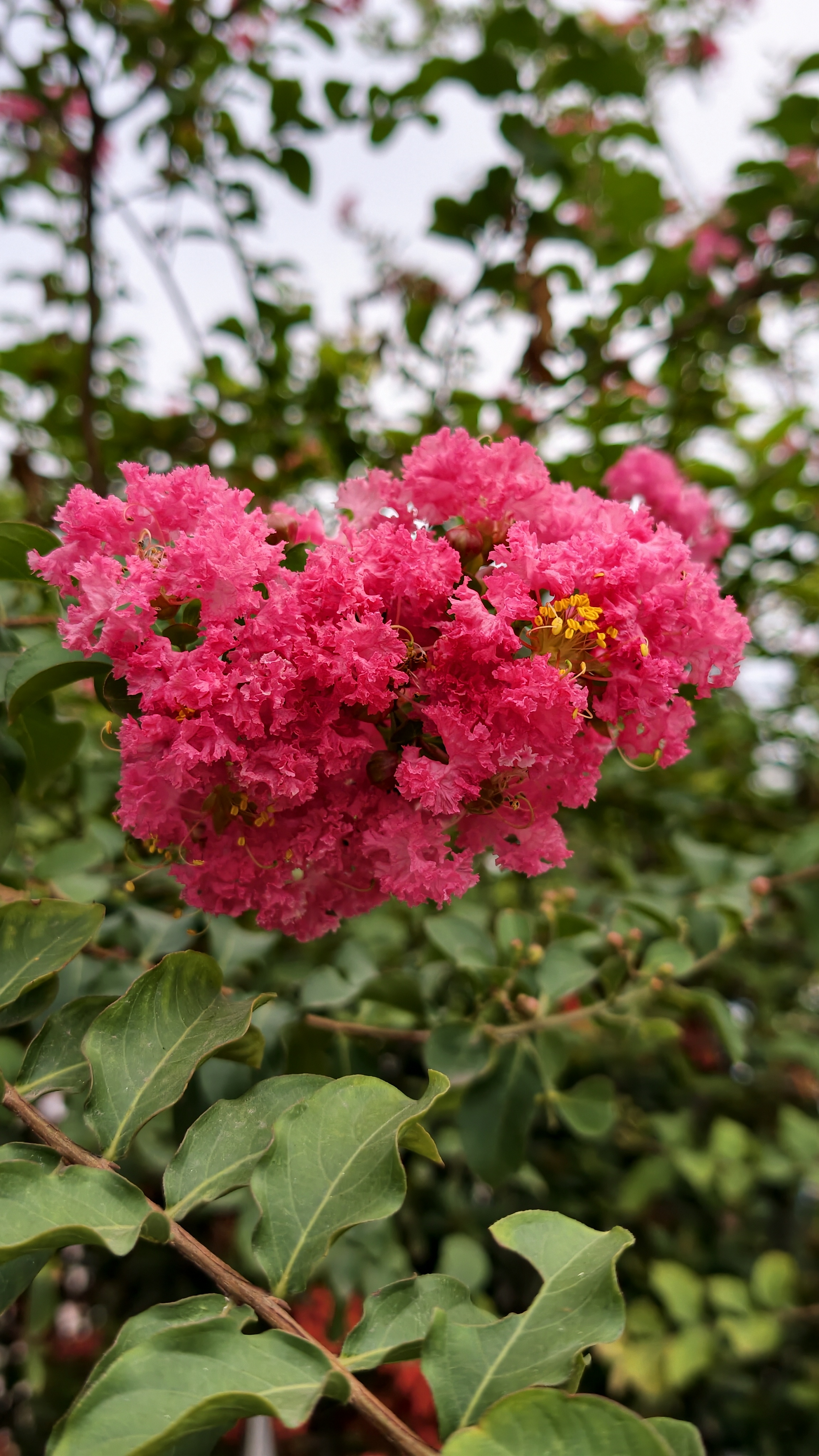 Pink crape myrtle blossom - Large cluster of vivid pink crape myrtle flowers with delicate ruffled petals and golden stamens, growing among healthy green leaves outdoors.
