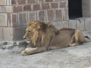 A male lion resting on sandy ground beside a brick wall.
