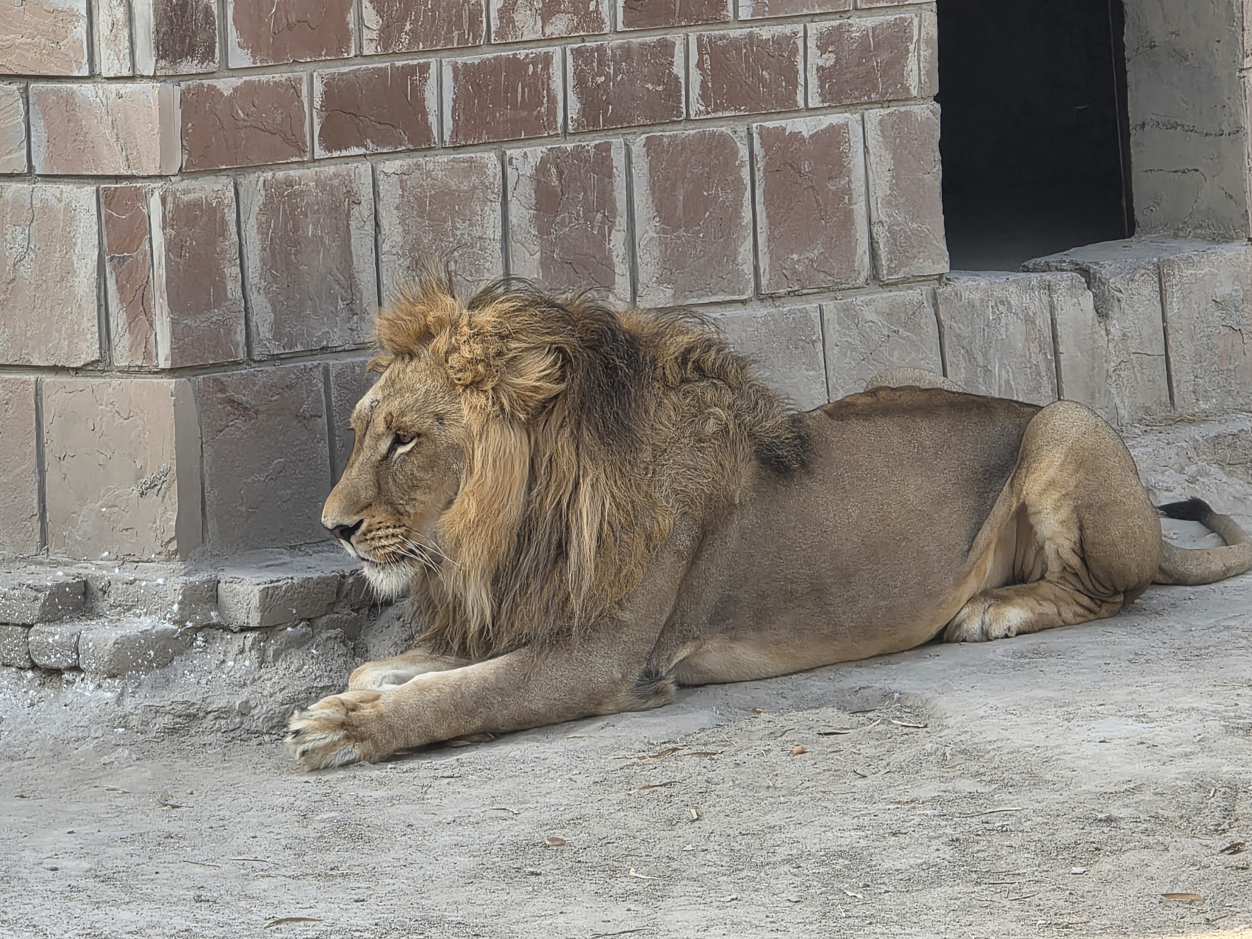 A male lion resting on sandy ground beside a brick wall.