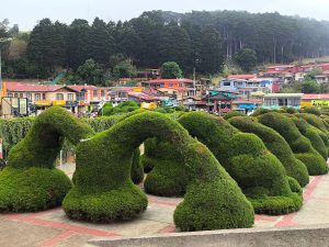 
Sculpted green bushes with colorful buildings in the background.
