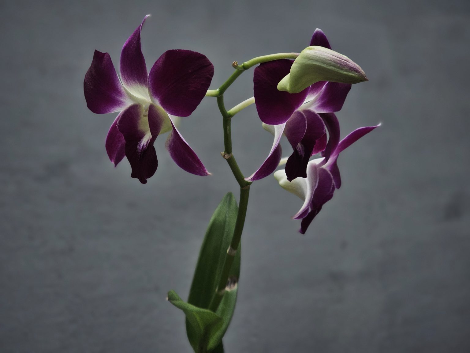 Elegant purple orchid flowers bloom gracefully on a slender stem. The soft gray background brings attention to their rich colors and delicate petals. Captured in Perumanna, Kozhikode.