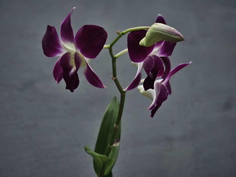 Elegant purple orchid flowers bloom gracefully on a slender stem. The soft gray background brings attention to their rich colors and delicate petals. Captured in Perumanna, Kozhikode.