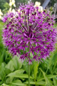 A close-up of a purple allium flower, featuring a perfectly round cluster of tiny star-shaped blooms on a single stem, set against a backdrop of lush green leaves.